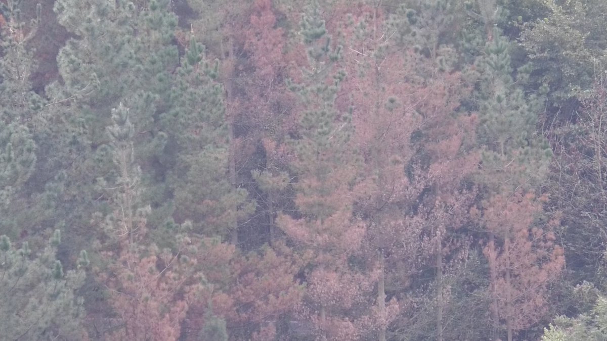 GITBinfo's tweet photo. Oposizioak Jaurlaritza eta Diputazioek pinuen gaitzaren aurka garatutako plana kritikatu du. Arantxa Ariztimuño Foru Aldundiako mendi eta natura inguruneko zuzendariarekin eta Judit Garcia EH Bilduko batzarkidearekin izan gara: https://t.co/5F4SbKp57W https://t.co/y9Rd0RfYI8