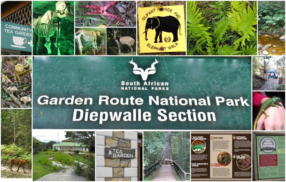 VisitSedgefield (@visitsedgefield) on Twitter photo Diepwalle Forest located 23km north of Knysna along the Uniondale road. This enchanting forest consists of indigenous forests, cape fynbos, rivers, Mountains and is known for being the home of The Famous Knysna Elephants. <a href="/ExploreKnysna/">Explore Knysna</a> <a href="/Forest_Edge/">Forest_Edge</a> <a href="/TravelForLifeSA/">Travel For Life</a> <a href="/gotravelbug/">Travelbug Rose🐞</a> Diepwalle Forest located 23km north of Knysna along the Uniondale road. This enchanting forest consists of indigenous forests, cape fynbos, rivers, Mountains and is known for being the home of The Famous Knysna Elephants. <a href="/ExploreKnysna/">Explore Knysna</a> <a href="/Forest_Edge/">Forest_Edge</a> <a href="/TravelForLifeSA/">Travel For Life</a> <a href="/gotravelbug/">Travelbug Rose🐞</a>