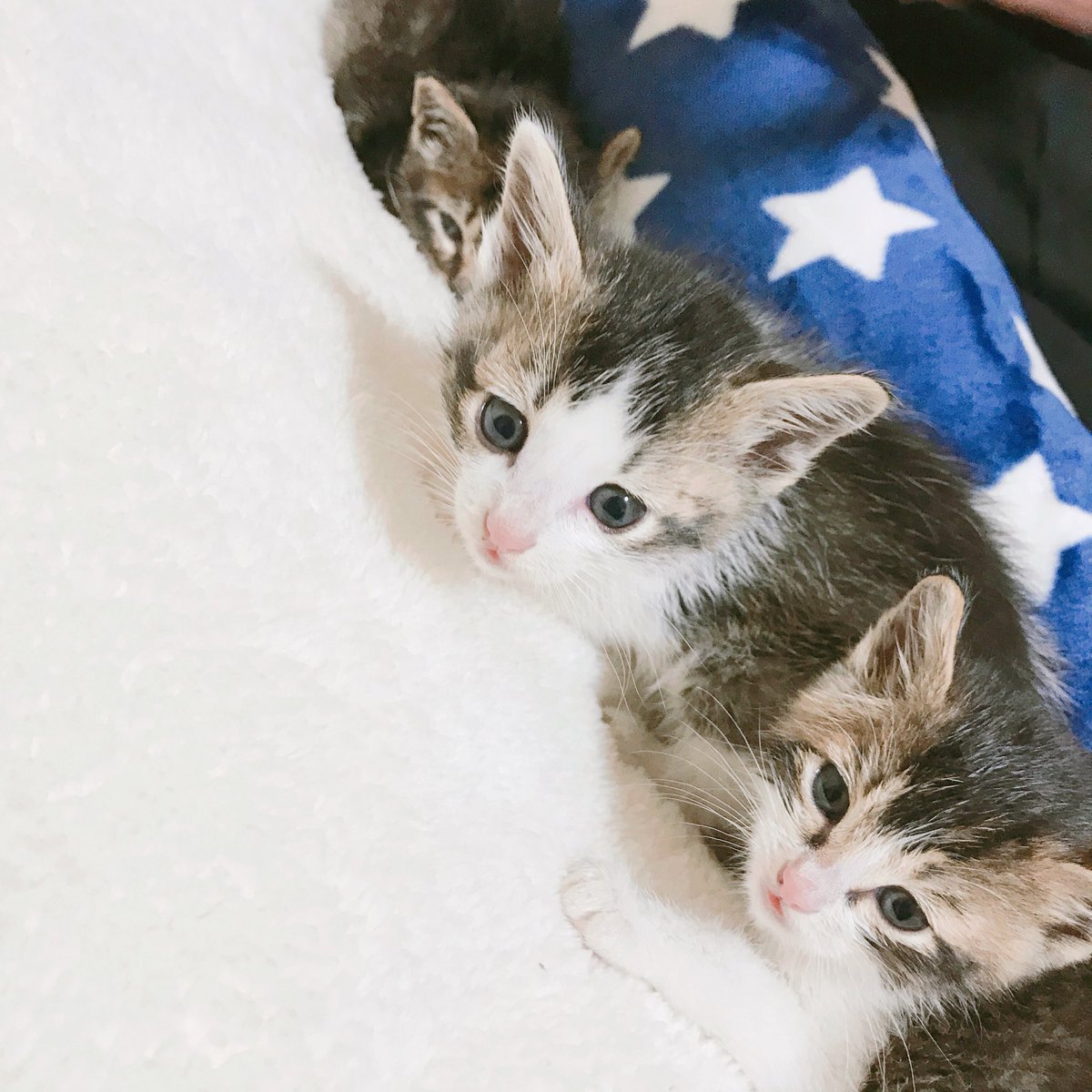 onelove_bb_bts's tweet photo. 猫飼いたい方いませんか https://t.co/sTOX7sFhvJ