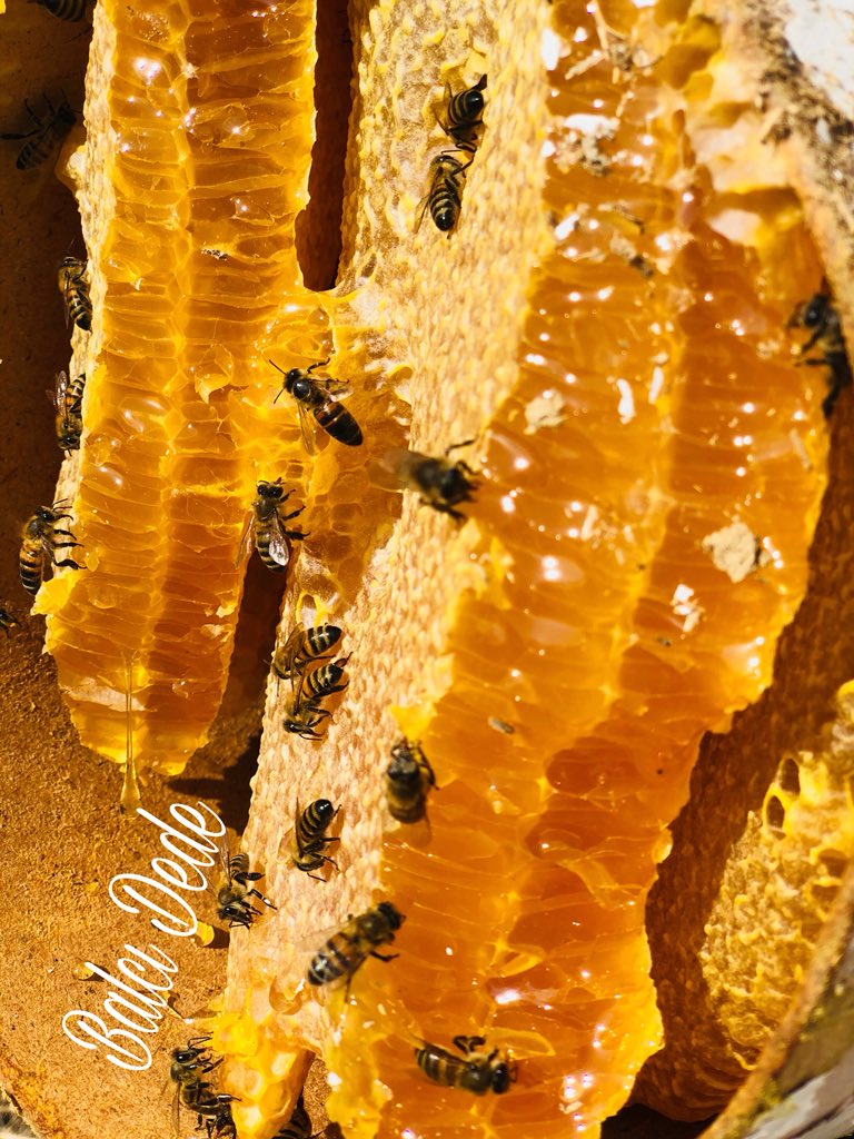 Söylemiştik ama,
bal bizim işimiz,çünkü biz arıcıyız...
2018’in ilk hasat kara kovan balı
balcidede.com.tr
@valizorluoglu @Mustafayalcinn_ <a href="/ozturkcemil/">Cemil ÖZTÜRK</a> @ercan6565 <a href="/zahirkandas/">Zahir Kandaşoğlu</a> <a href="/ErdognOzel/">Dr. Erdoğan Özel</a>  <a href="/GulerSuleyman65/">Süleyman GÜLER</a> <a href="/BilalEmreYoruk/">Bilal Emre YÖRÜK 🇹🇷</a> @Seyyid_Han <a href="/vahdettinince/">Vahdettin İnce - وحيد الدين اينجه</a> @OdemisGulten