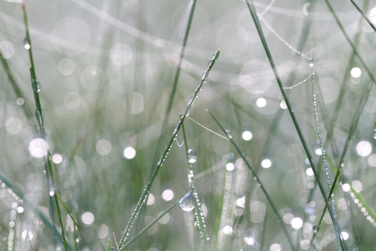 r_scopes's tweet photo. The dewy grass looks a lot more sparkly than I'm feeling.

#FridayFeeling #garden #sorethroat #snuffly https://t.co/mxk2j5YvLU