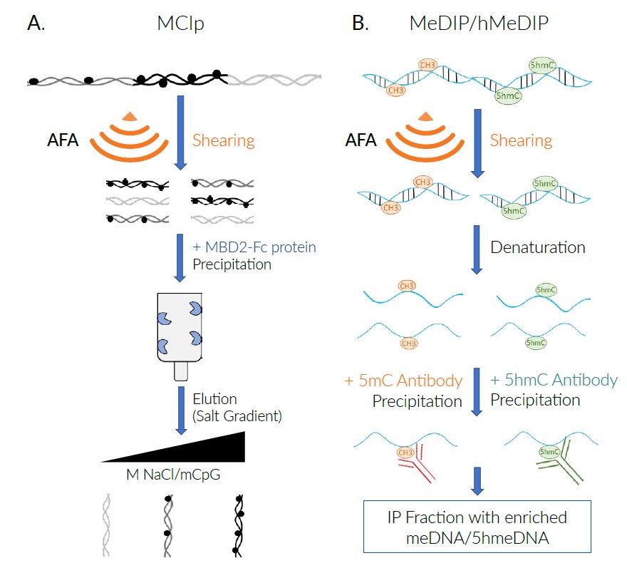 free spatial fleming viot models with selection and mutation