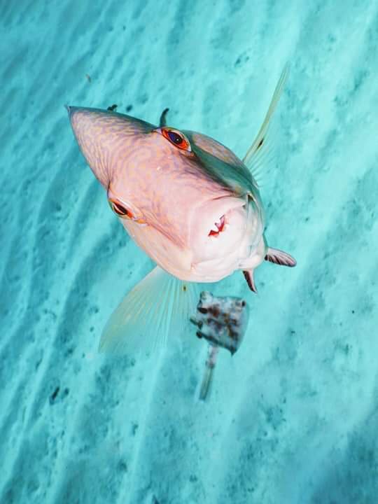 coralcrf's tweet photo. Since it's #Friday, let's #CaptionThis photo! Reply to this tweet with your funniest/wittiest caption! #FridayFeeling #caption #fish #ocean #weekend #marincescience #photography #restoration #conservation https://t.co/IME4LBNVSQ