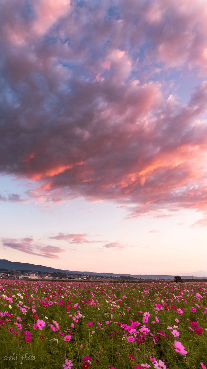 ざきphoto Ar Twitter 縦構図で夜明けのコスモスをたくさん撮ってきました Iphoneの待ち受け画面にどうぞ