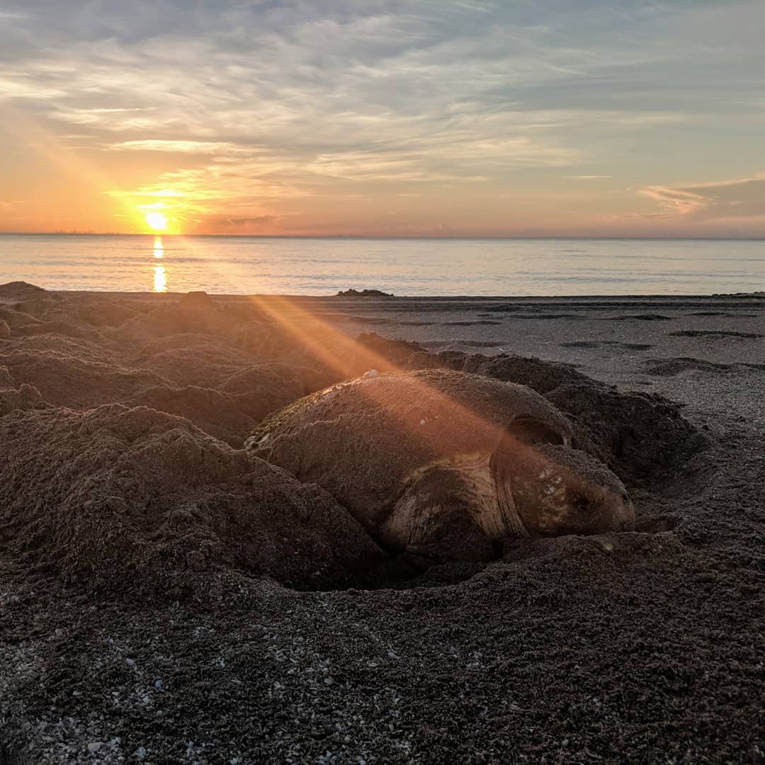 Inwater Research tweet media