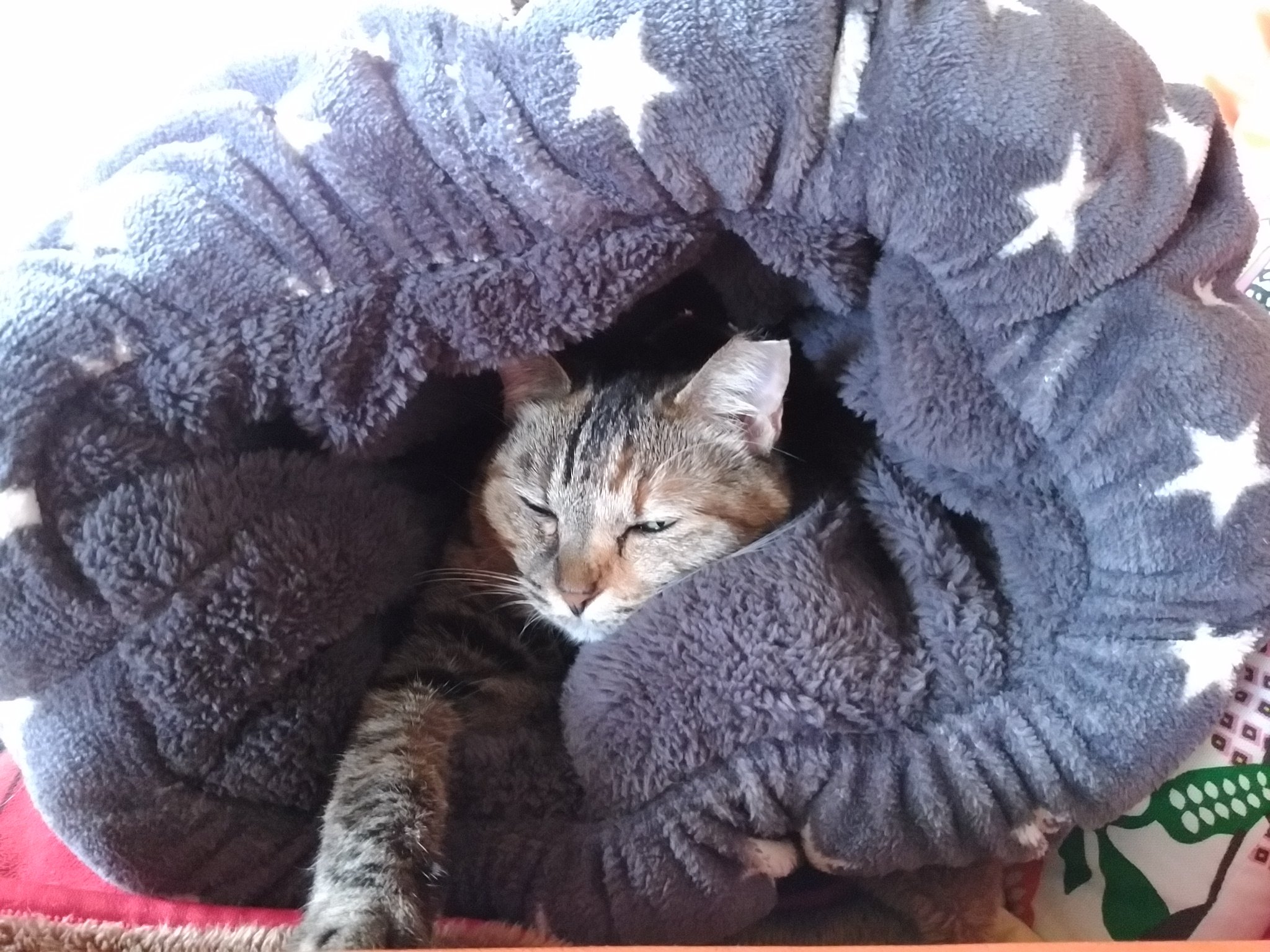 Feliz 375 على تويتر ねこをダメにするという 噂の しまむらホイホイ をゲット 早速 光が捕獲されました しまホイ Feliz 375 على تويتر ねこをダメにするという 噂の しまむらホイホイ をゲット 早速 光が捕獲されました しまホイ