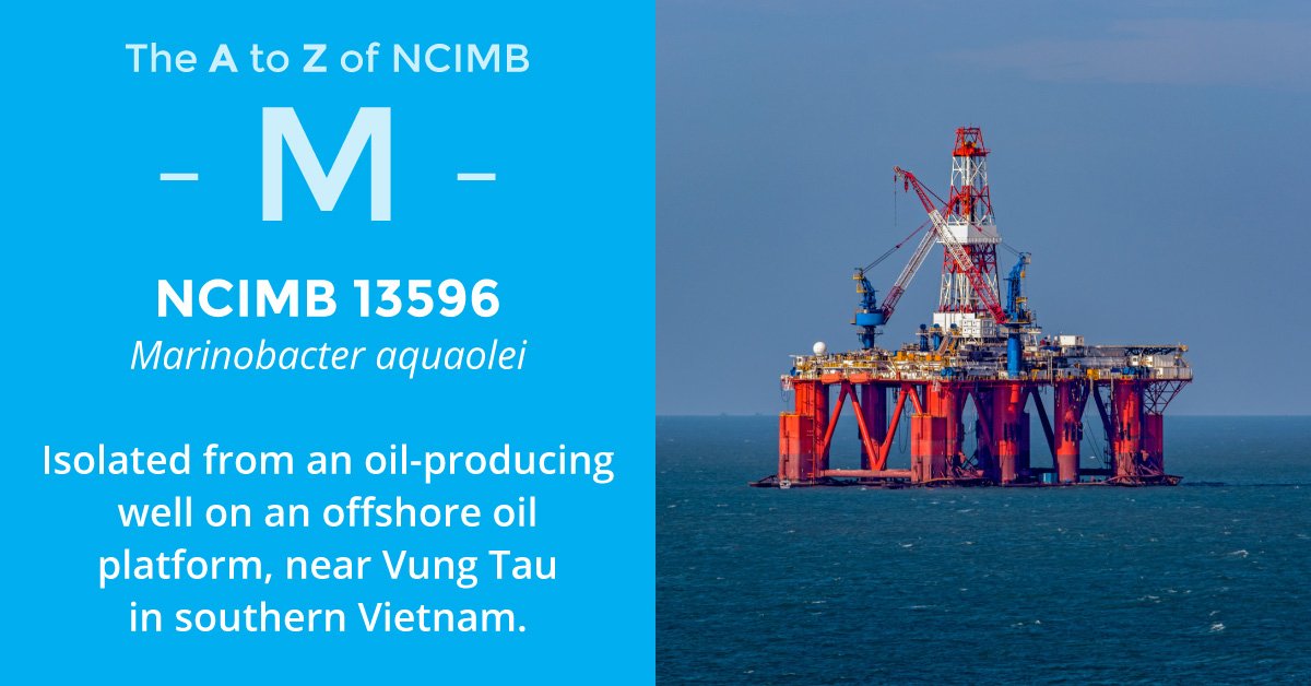 ncimb's tweet photo. NCIMB's #ReferenceCollection is full of interesting microbes from all kinds of places.  Our A-Z highlights some examples. M is for NCIMB 13596 #Marinobacter aquaolei, which has the ability to degrade hydrocarbons. #Microbiology #Biodegradation #Bioremediation https://t.co/xBi0q44QuP