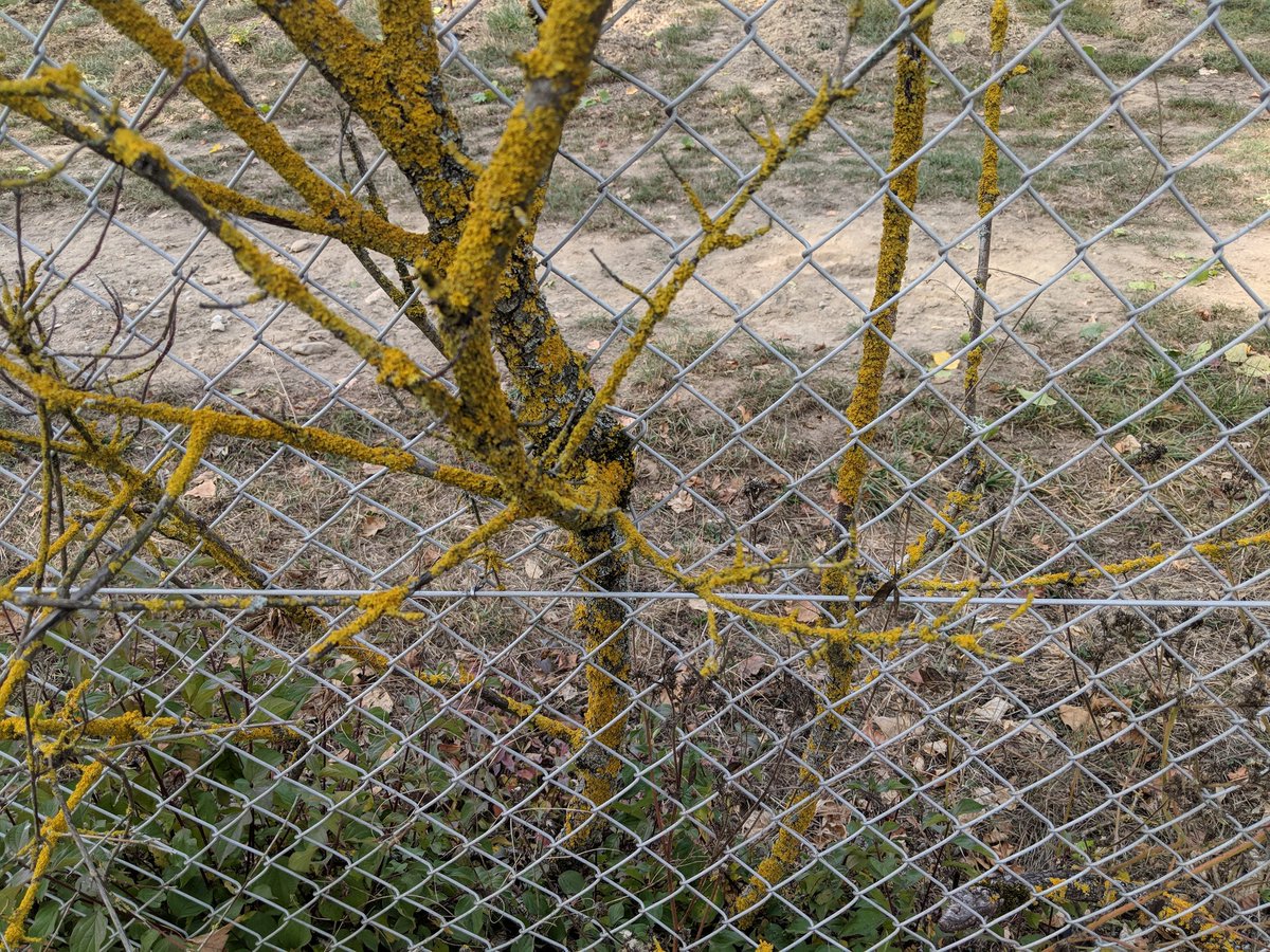 rbowen's tweet image. This tree is rooted in France 🇫🇷 but most of its branches are in Switzerland 🇨🇭 #cern #centosdojo