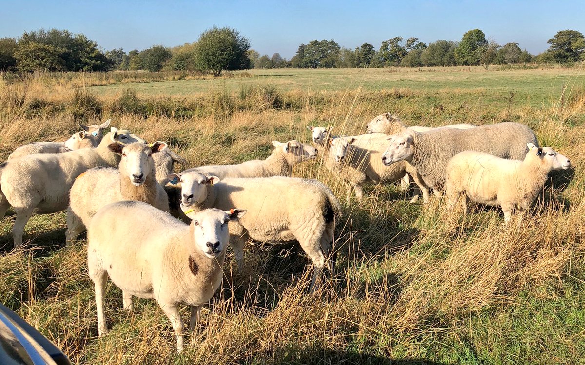 Ewesful_Acres's tweet photo. Just arrived at the commercial ewes to let out the #Texel ram to find my #lleyn ram has left his field of 60+ pure #lleyns and taken a fancy to these! Now on to planB #sheep365 #tupping2018 https://t.co/PWHGOHhtbR