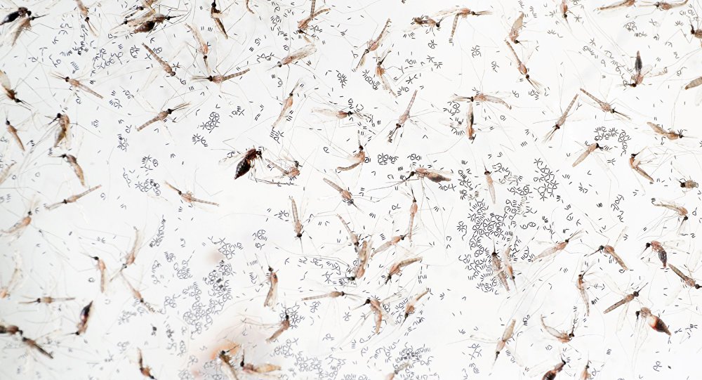 Genetiği değiştirilmiş binlerce sivrisinek Batı Afrika ülkesi Burkina Faso'daki bir köyde doğaya salınacak. Amaç, sıtma hastalığı taşıyan sinekleri ortadan kaldırmak.

Bu uygulama umarım farkli bir amaç için deney değildir.