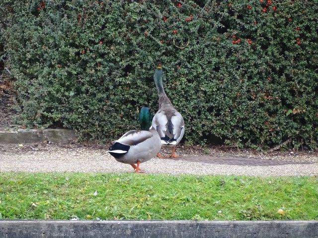 duckoftheday's tweet photo. 19 Oct 2018 https://t.co/YeQA0507rw