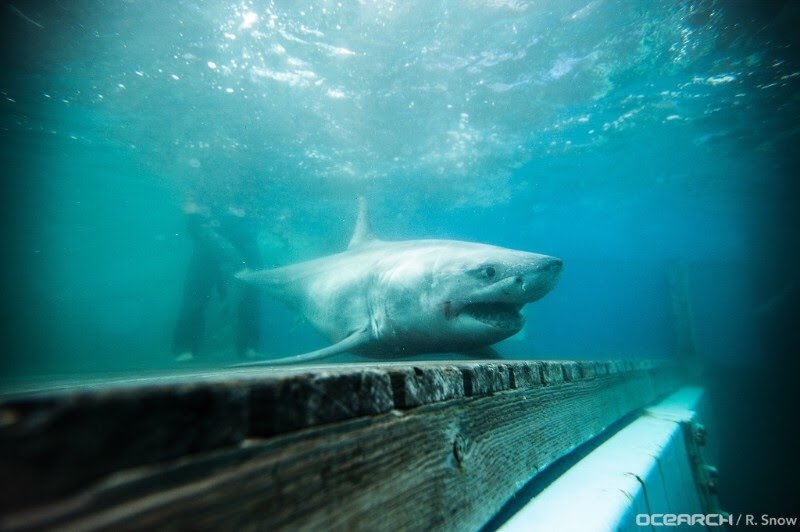 MoteMarineLab's tweet image. 7 great white sharks were caught, sampled, measured and released — 6 with location-tracking satellite tags —during OCEARCH’s Expedition Nova Scotia, which took place Sept. 18-Oct. 12 with on-board Expedition Chief Scientist Dr. Bob Hueter! 🦈
Full story: bit.ly/2AhMAZJ