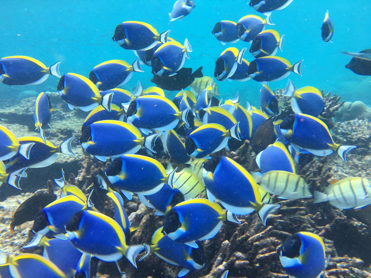 NMaldives's tweet photo. フォトジェニックな鮮やかさ🐠✨
Photogenic fish😸
- - -
#低予算で #気軽に #モルディブ #旅行 #マーフシ #ゲストハウス  #ローカル島 #リゾートじゃないよ #ナラナラモルディブ #海 #南国 #ビーチ #旅行 #海外 #海外旅行 #シュノーケリング #ダイビング #モルジブ https://t.co/nAQ33ByxEB