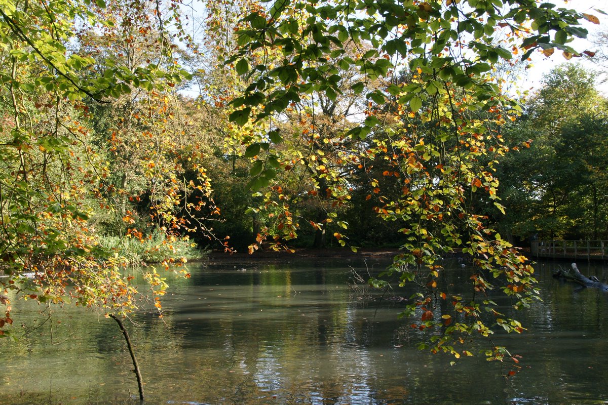 rob30303's tweet photo. Beautiful Autumn colours at Apley Woods @FOAWinfo #ApleyWoods https://t.co/3vz9bTBaEe