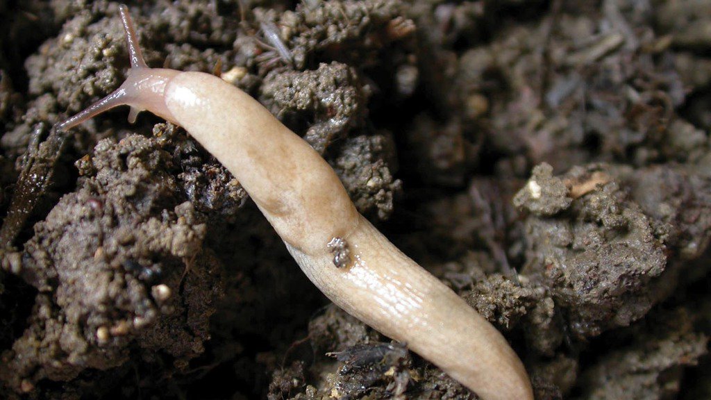 Plant cover crops to your hearts content, as trials have now shown that there's no worry of increased slug populations 👍 <a href="/BritishArable/">British Arable</a>#BritishAgri via <a href="/FarmersGuardian/">Farmers Guardian</a>   ow.ly/d5sm30mipJi