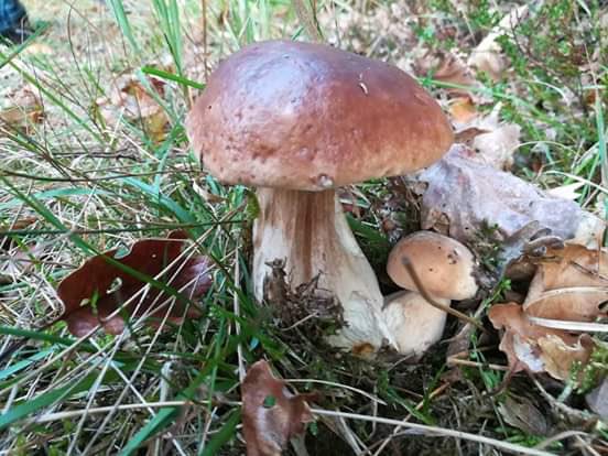 Les cèpes du Perche (enfin) surpris par mon ami Edgard... #automne #champignons #lePerche #cuisine