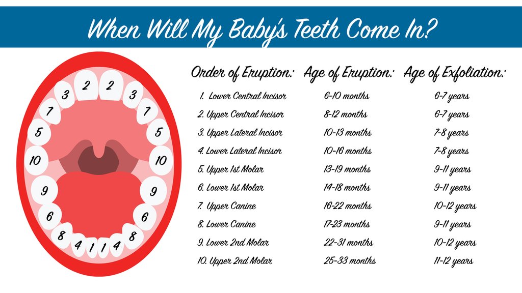 CoastalPDA's tweet image. "Primary Tooth Eruption Order and Approximate Age of Eruption" goo.gl/fFT7dS #Parents #ToothEruption #WhendoBabiesGetTeeth
