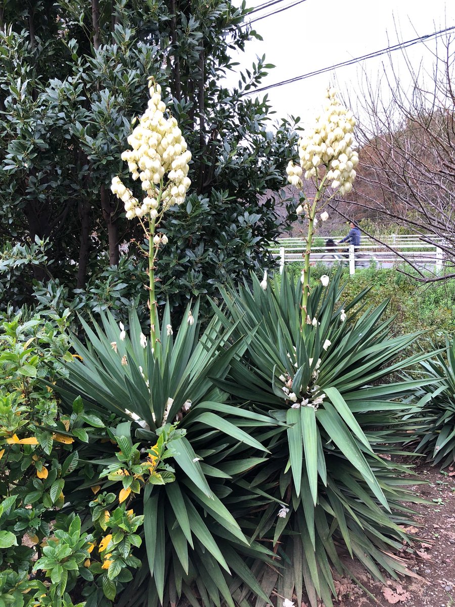 キミガヨラン☆ユッカ グロリオサ ロストラータスタイル ハワイ サーフ