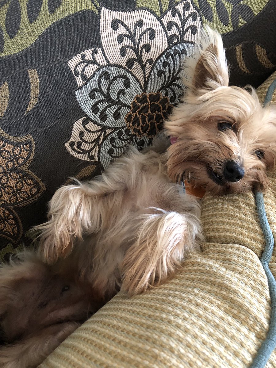 tashisflowers's tweet photo. My cuddle partner💕🐾 https://t.co/JnWACBDUPa
