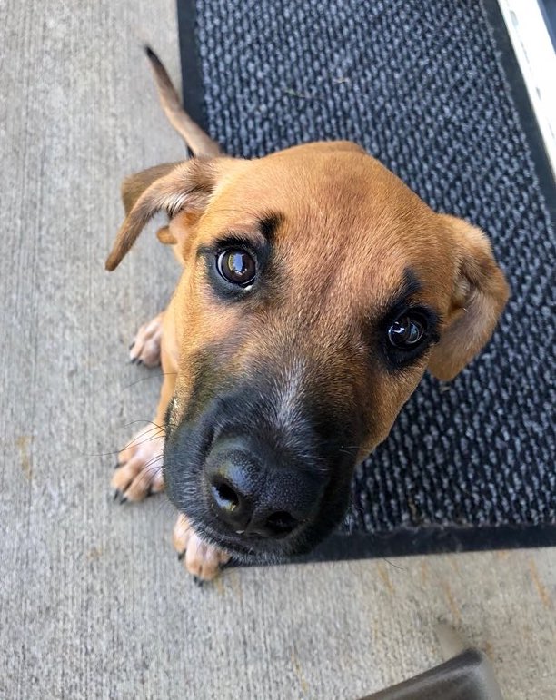 dog_rates's tweet photo. This is Rambo. He’s been diagnosed with Immune Mediated Meningoencephalitis, which basically means his immune system doesn’t like him. To live his best pup life he requires long term therapy and treatment. You can help him get it by clicking below. 13/10

https://t.co/G7YvghJC5L https://t.co/BoOSJg7dhu