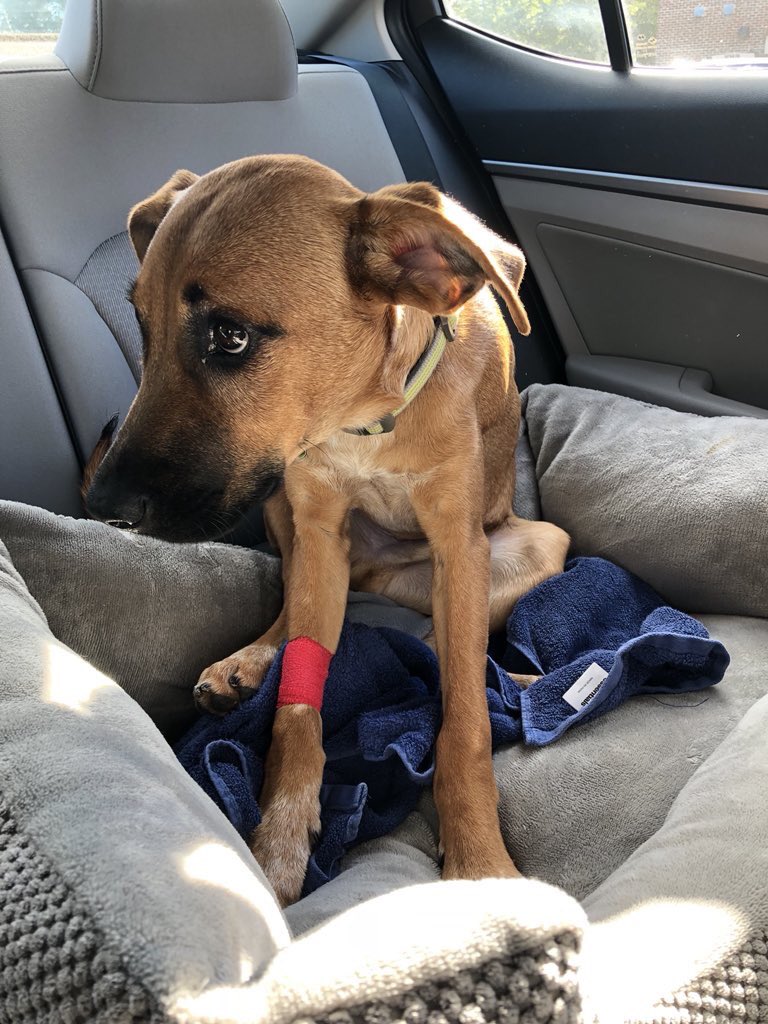 dog_rates's tweet photo. This is Rambo. He’s been diagnosed with Immune Mediated Meningoencephalitis, which basically means his immune system doesn’t like him. To live his best pup life he requires long term therapy and treatment. You can help him get it by clicking below. 13/10

https://t.co/G7YvghJC5L https://t.co/BoOSJg7dhu