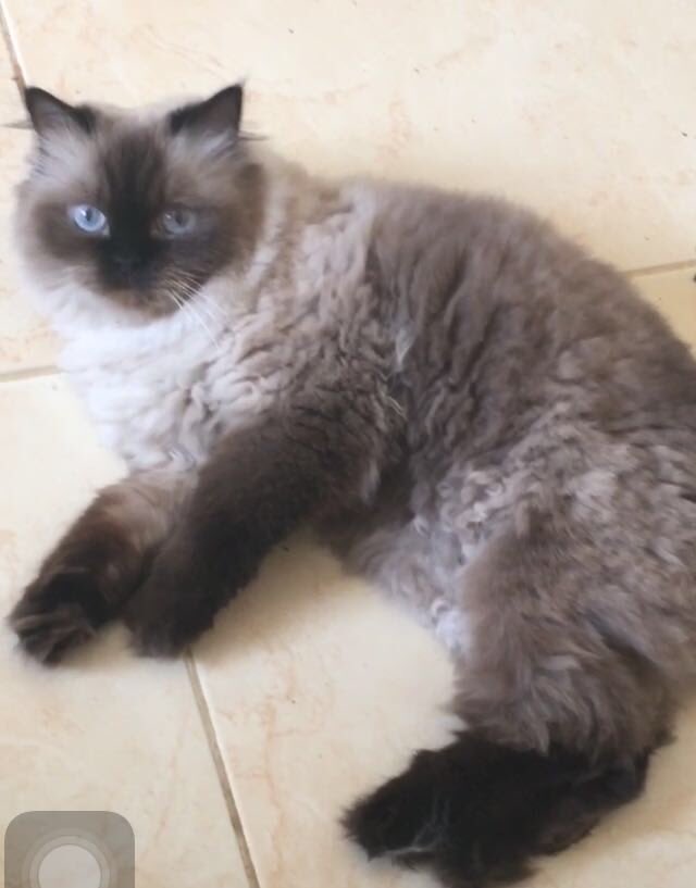 HAprisoner's tweet photo. قطة همالايا ضاعت مني خرجت من البيت امس بالليل في الرياض حي ظهرة لبن شارع عنيزة اسمها بيليا وتجي لما تسمع اسمها وهذي صورتها، راح يكون فيه مكافأة مالية للي يلقاها @RiyadhCats https://t.co/DDluikss6Q