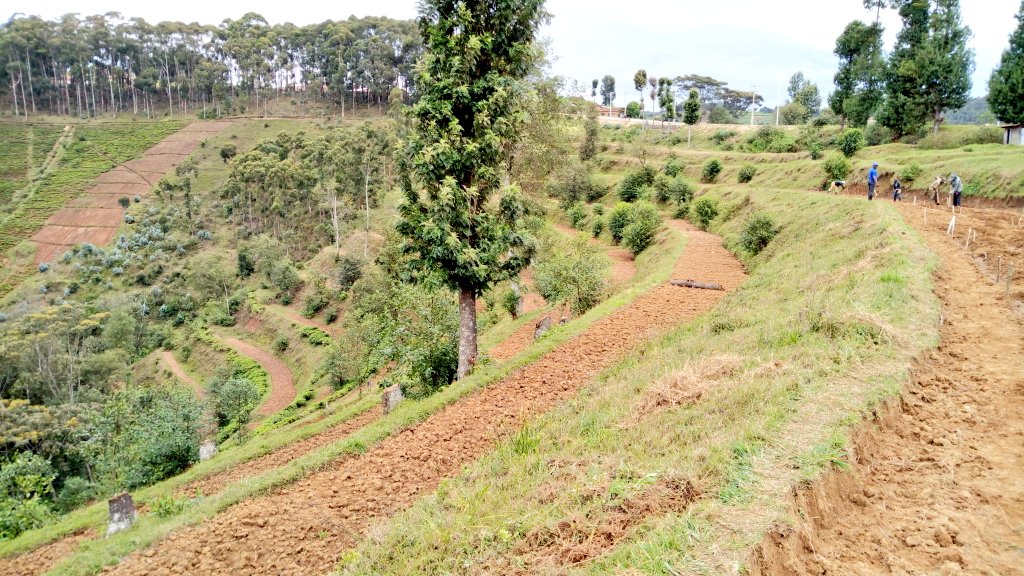KiizaDonata's tweet image. In a country of 1000 Hills like Rwanda, Terracing is a very good Farming Practice that is highly recommended.
Using terraces not only prevent soil erosion but as well increase soil fertility and for land that would be left unused, is put to use.
#FieldLessons