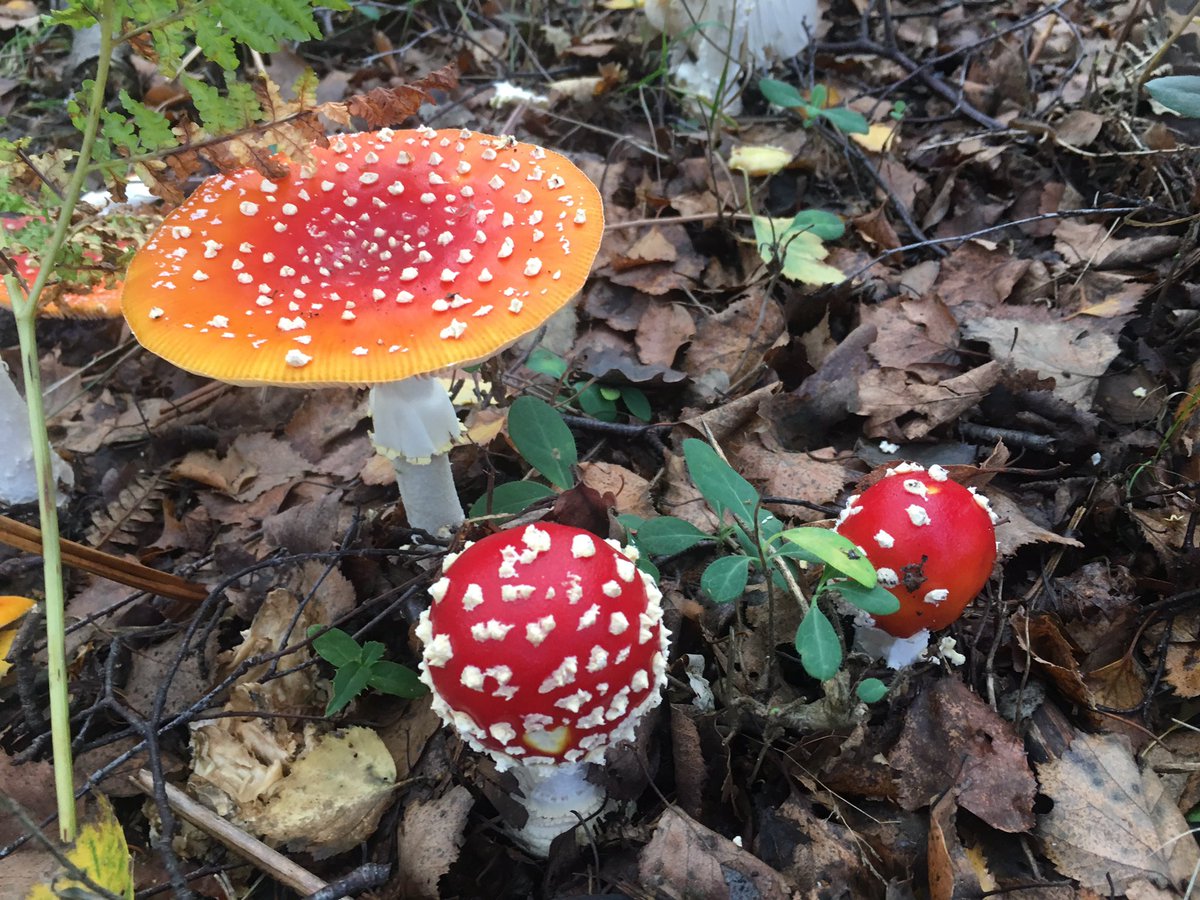 Solid_Gold74's tweet photo. @Protect_Wldlife @AMAZlNGNATURE @WoodlandTrust @missmushr00ms #flyagaric #toadstool #britishnature @BucksMind @DogWalkersUK https://t.co/zJM5ijgJmF