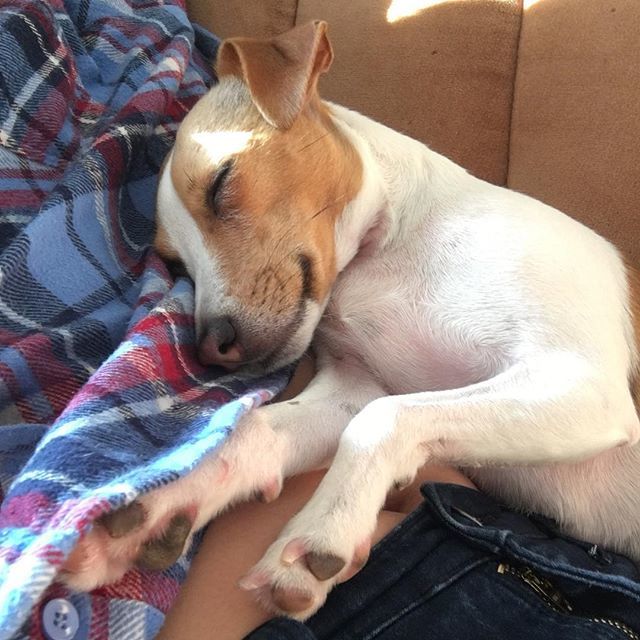 Nova_Kepler's tweet photo. This is the last picture I took of shrimps. We were napping in the sun. She passed away today. She wasn’t the nicest pup, but I love her so much. I hope she’s on the other side eating soft food and napping with heating pads. RIP Atari Nova, aka Bubba Gum… https://t.co/7dXuglSsuO https://t.co/IWrXqU9jOJ