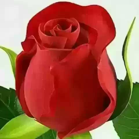 sihbatullah's tweet photo. تقدیم به تو عزیز قبولشه هم نداره https://t.co/tl2s0SlpMx