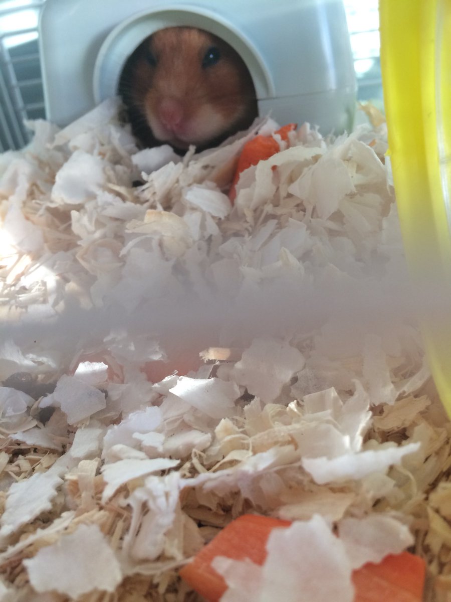 hamstercarrot's tweet photo. Wink https://t.co/h8FGEX2T6x