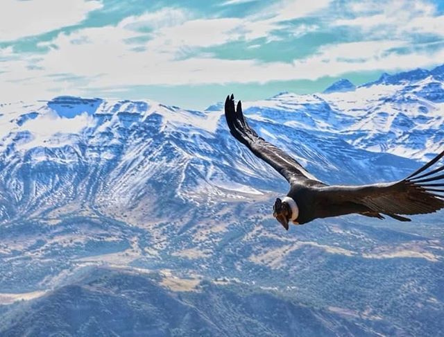 Beautiful_Chile's tweet photo. In the condor viewpoint, the great protagonist appears.
.
En el mirador de condores, aparece el gran protagonista.
.
📷 @atavales26alfonso
.
.
TAG US @beautiful.chile #beautifulchile
.
.
.
.
.
.
.
#chile #travel #traveling #travelphotography #landscap… https://t.co/zocFIW4JG3 https://t.co/dI4Noowt6y