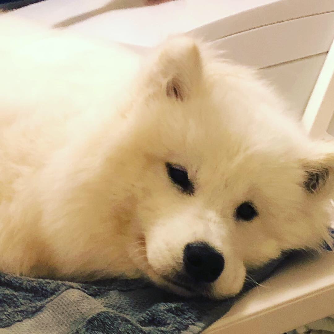HuxleySamoyed's tweet photo. Dear Diary: Day 183. How the tables have turned 😕 I see now that eventually, everyone gets bathed and dried.
@FeyaSamoyed 

#ironic #bath #grooming #blower #dogshow #dogshowlife #pageantlife #showdogs #teamahzu #ahzupuppies #ahzusamoyeds #samoyeds #samoyedpuppy #feyathesamoyed https://t.co/agHDLcgMHV