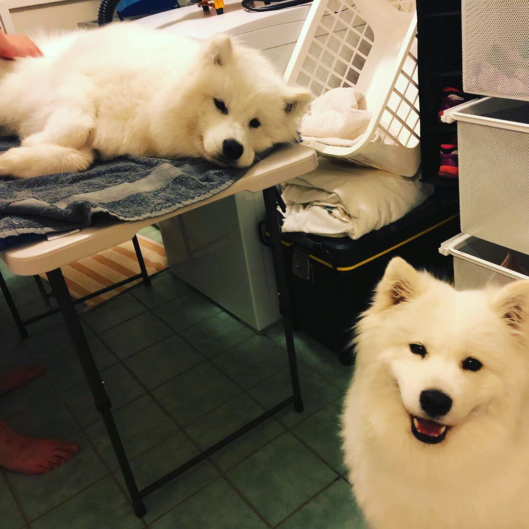 HuxleySamoyed's tweet photo. Dear Diary: Day 183. How the tables have turned 😕 I see now that eventually, everyone gets bathed and dried.
@FeyaSamoyed 

#ironic #bath #grooming #blower #dogshow #dogshowlife #pageantlife #showdogs #teamahzu #ahzupuppies #ahzusamoyeds #samoyeds #samoyedpuppy #feyathesamoyed https://t.co/agHDLcgMHV