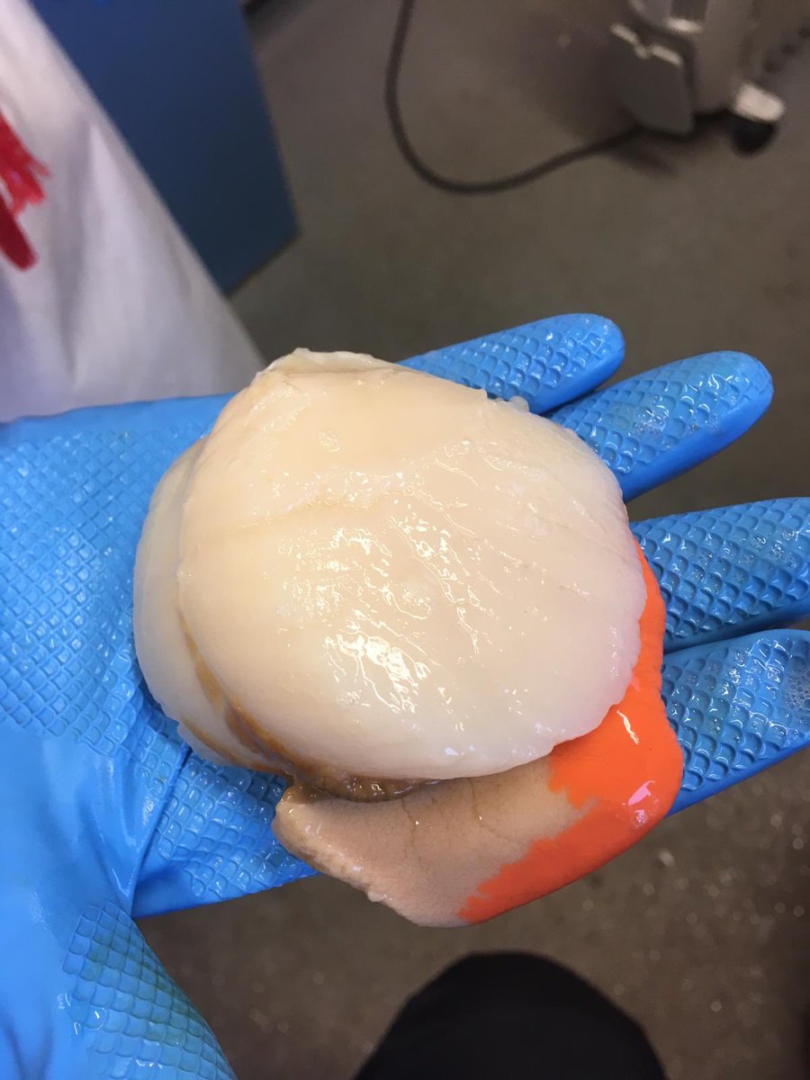 LochfyneLangous's tweet photo. Another massive scallop meat today , they are starting to show them selves again , amazing to see this size of Scallops ,  key to this is future management of Fishing areas and not full time closures #nompa @FergusEwingMSP @Feorlean @CFAScot @SAGB @scotfoodjames @SeafoodFromScot https://t.co/EhQbKZutCG