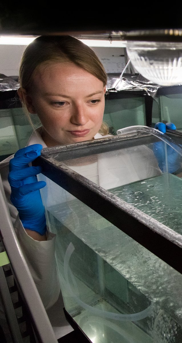 Meet Megan T.! She is a first year PhD student studying infectious disease in aquatic systems. 🐠 How can we predict and control disease outbreaks in fish populations? #diseaseecology #fishdisease