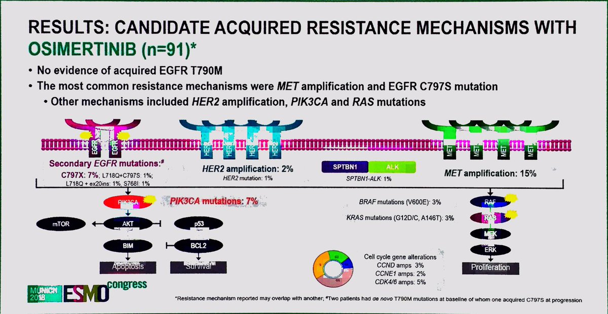 APassaroMD's tweet photo. #ESMO18 @RamalingamMD on resistance mechanisms to #Osimertinib @EGFRResisters 
MET amplification jump from  4 to 15% from 1Gen TKIs to Osimertinib. 
The rest is heterogenous! 
Following the Met...looking for a new way over chemo! #lcsm @Tony_Calles https://t.co/eXgsjtblx3