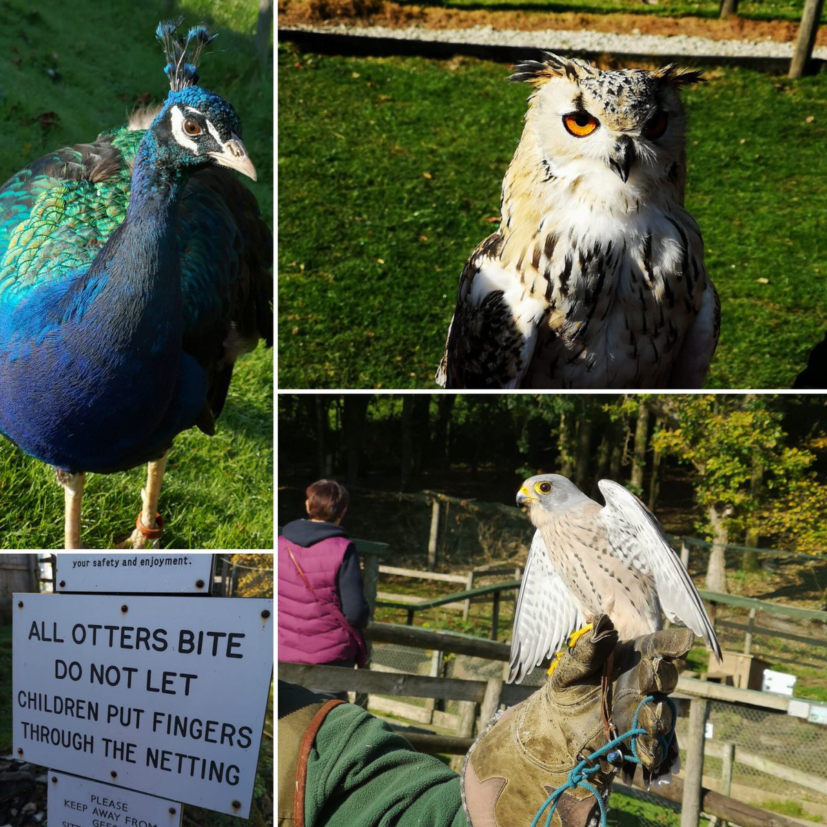BamptonSCH's tweet photo. Some of the amazing animals we saw at Tamar Otter Park! Watch the children’s reaction to smelling the polecat x ferret! #cornwall2018 https://t.co/39ci6LNdOA