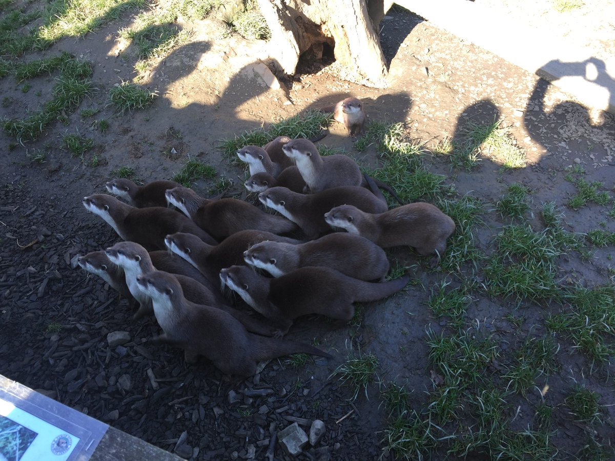 BamptonSCH's tweet photo. Some of the amazing animals we saw at Tamar Otter Park! Watch the children’s reaction to smelling the polecat x ferret! #cornwall2018 https://t.co/39ci6LNdOA