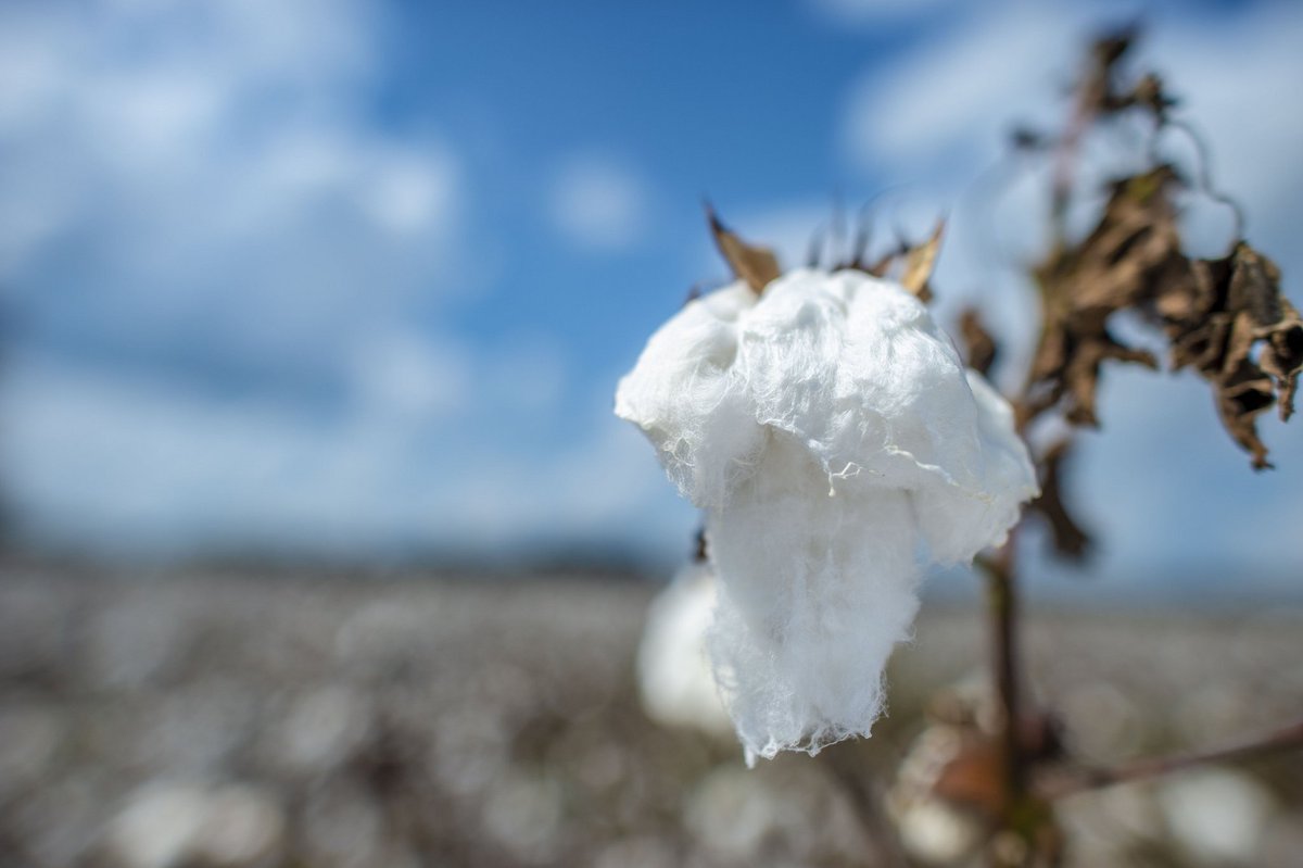 USDA's tweet photo. After more than 100 years, @SecretarySonny today announced that U.S. cotton is free of the devastating pink bollworm. The eradication of this pest significantly saves cotton farmers tens of millions of dollars in yearly control costs &amp; yield losses. https://t.co/eiQzFlBDHa https://t.co/a7Niosl0De