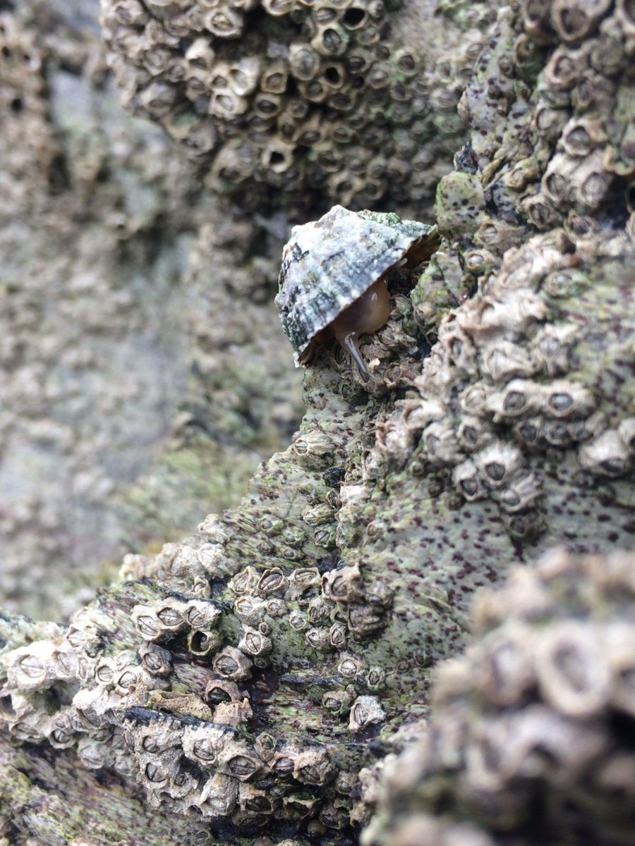 H_ParryWilson's tweet image. Abstract accepted! 
Excited to be presenting a poster at the #MolluscanForum @NHM_London in November on my upcoming #PhD @unisouthampton @thembauk @MarClim_MBA work with #limpets! 😊🐚#needalimpetemoji

Image by @BethanFollis.
