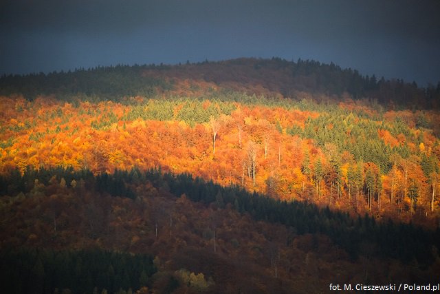 Polska's tweet photo. Słabo zaludnione i malownicze Góry Sowie są domem nie tylko dla sów 🦉, ale i dla innych zwierząt.
Przyjedź tu i zobacz: borsuka 🦡, jelenia 🦌, czarnego bociana lub salamandrę plamistą. I spędź niezapomniany #WeekendInPolska! https://t.co/5iMRRHjBmZ