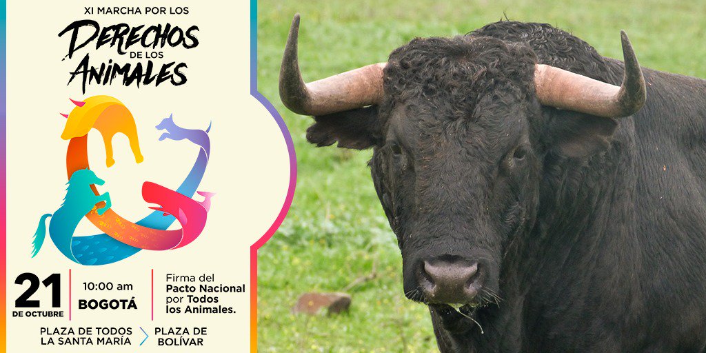 PlataformaALTO's tweet image. Un país que busca la paz no puede seguir legalizando actividades crueles con los animales. Este domingo 21 de octubre nos movilizamos por la vida de los toros. #MarchoEl21PorLosAnimales Bogotá desde las 10 am