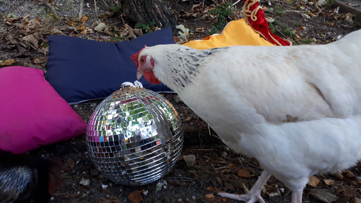 PashleyDown's tweet photo. Anyone else got a chicken who wants to rhumba? The animals have gone Strictly mad @PashleyDown #PashleylovesPashley #dancingchickens @bbcstrictly @bbcsoutheast @StrictlyITT @TeamPashley https://t.co/QWGRGxfpKp