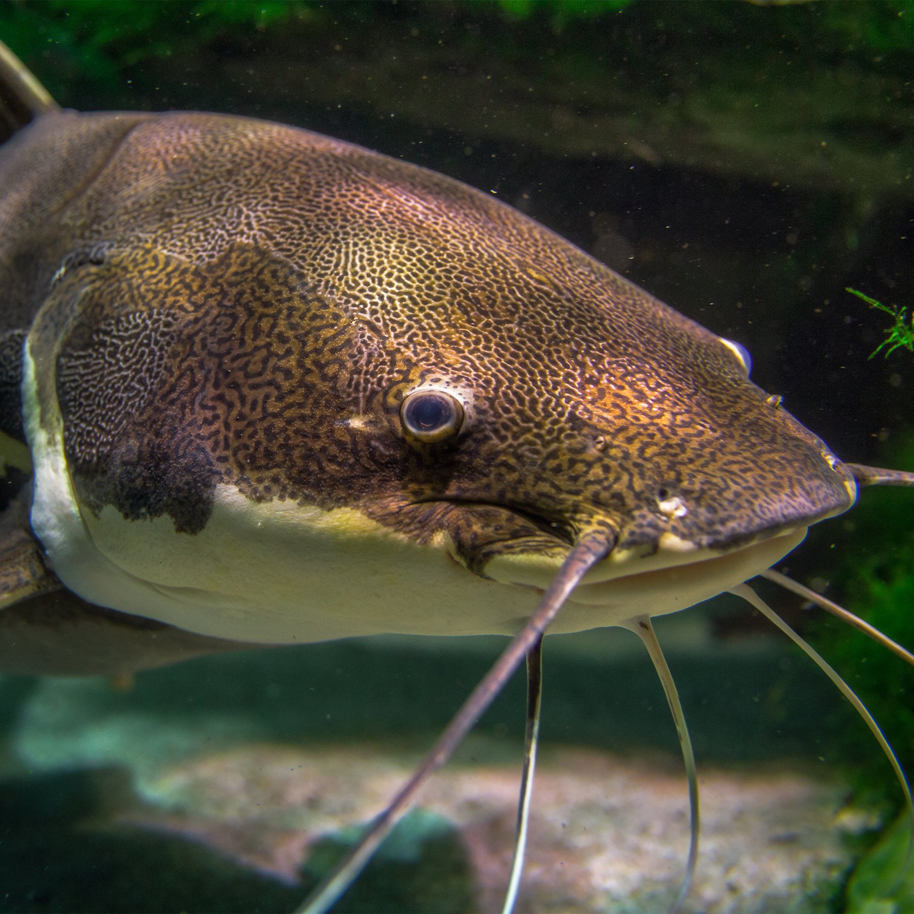 National Aquarium on X: A red-tailed catfish's long, whisker-like barbels  are used to hunt for prey. Equipped with chemical reception cells, these  barbels strengthen the catfish's sense of smell in the murky