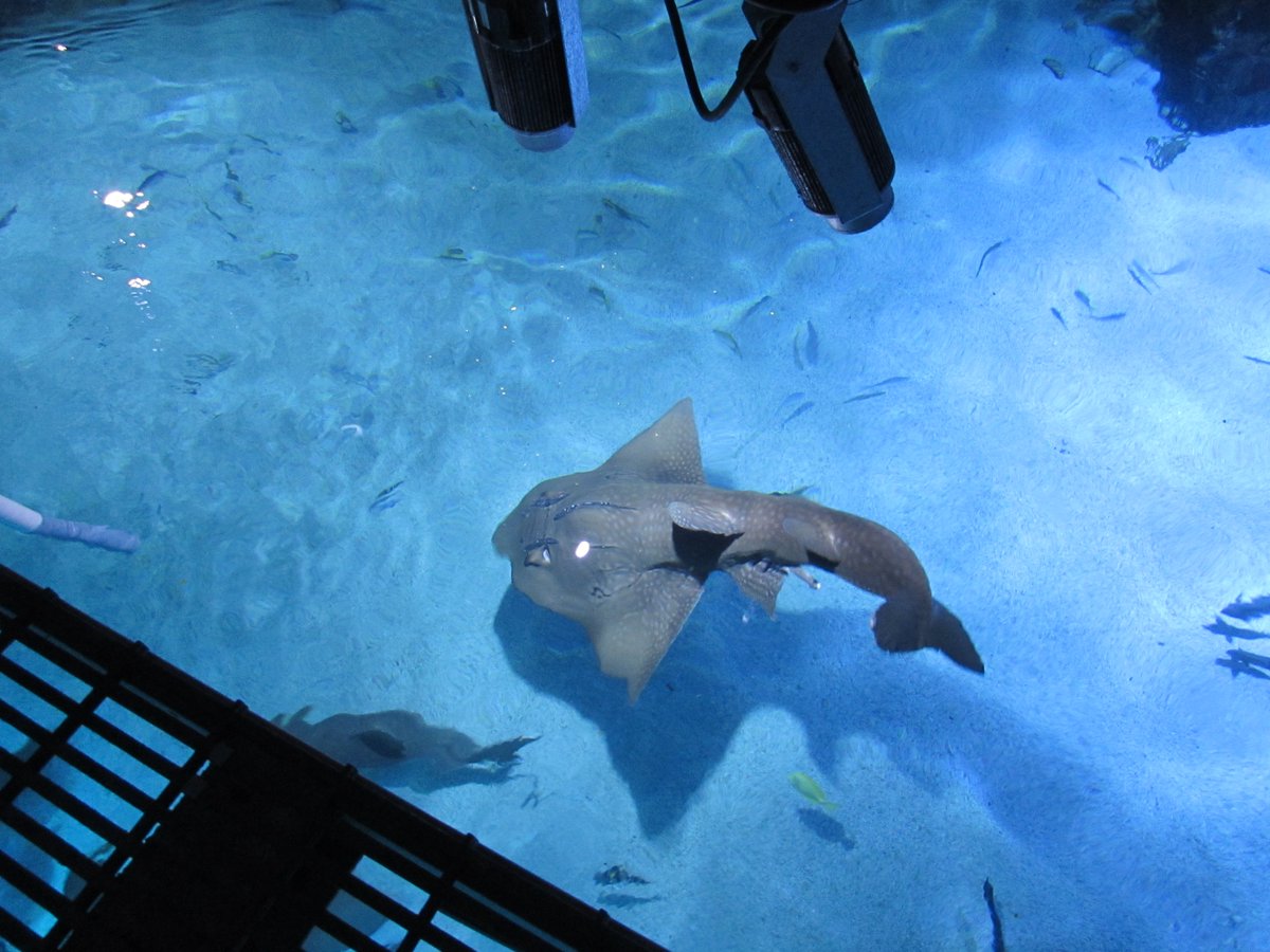 shark bridge at newport aquarium shark bridge at newport aquarium