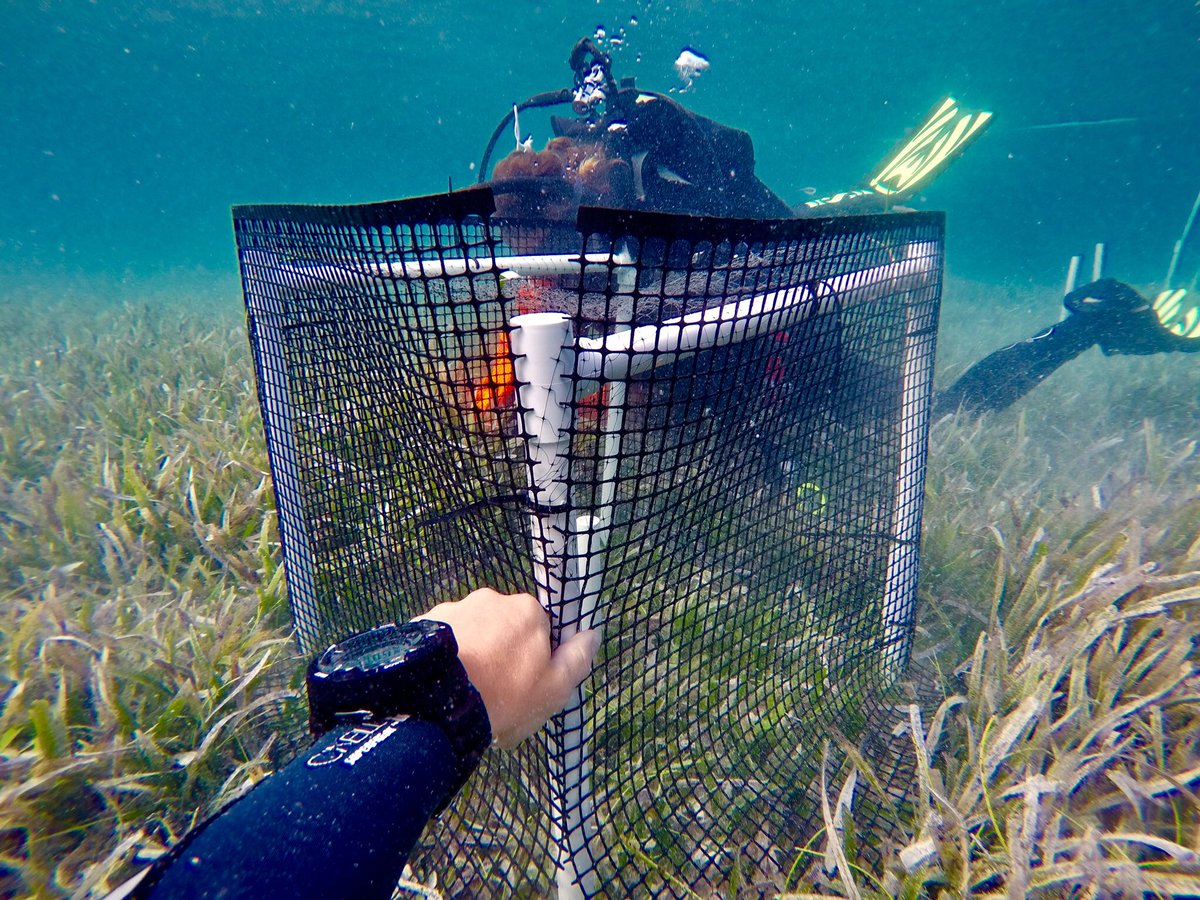 sam_stokesy's tweet photo. #PlymMBIO Investigating the impact of predation and climate on turtle grass (Thalassia) growth rates. Did you know, annually Seagrass’s are responsible for the removal of approximately 83 million tonnes of carbon dioxide from the atmosphere. https://t.co/MMqCyMTXdj