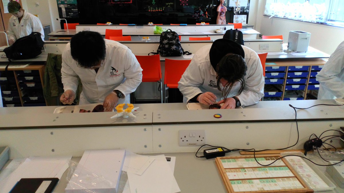 PeterDaVinci's tweet photo. Friday afternoon dissections. https://t.co/YneezzrrQX