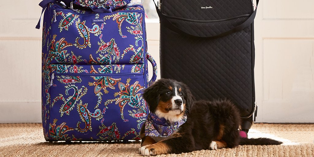 verabradley's tweet image. Our packing list: clothes ✔️ toiletries ✔️ puppy ✔️✔️✔️  With styles ranging from our Lighten Up Journey Backpack to our Iconic Spinners there is a bag that's perfect for your packing style. Shop travel: bit.ly/2yp2GPX