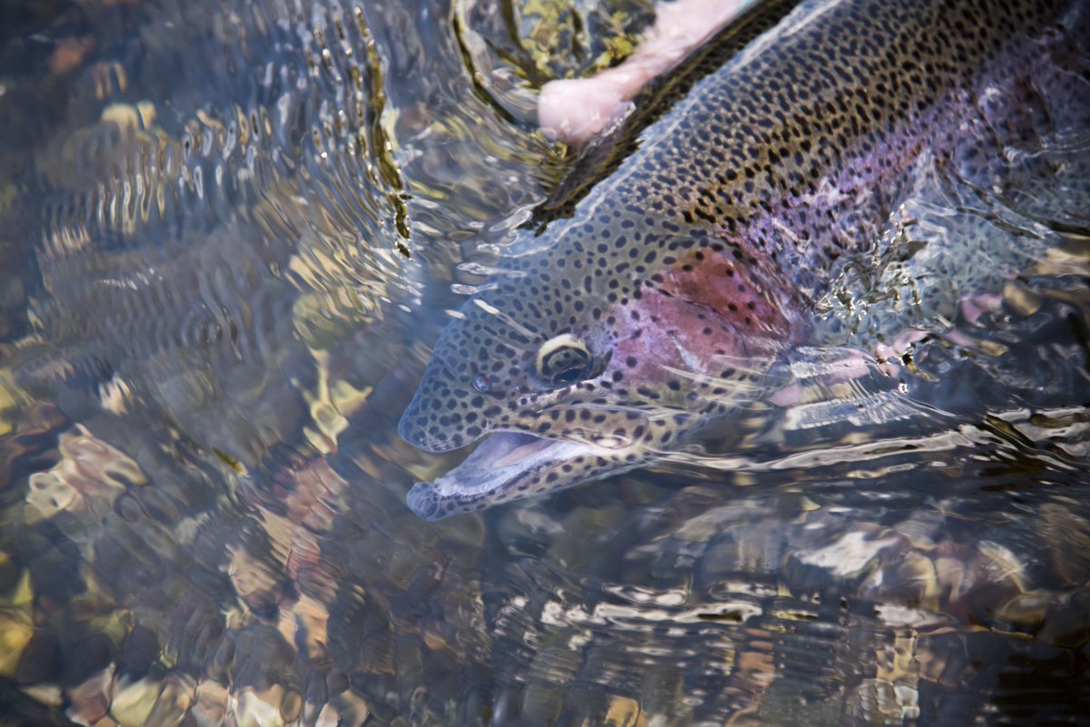SVALodge's tweet photo. Check out this beautiful catch this #fishfriday https://t.co/Cime4OC8er